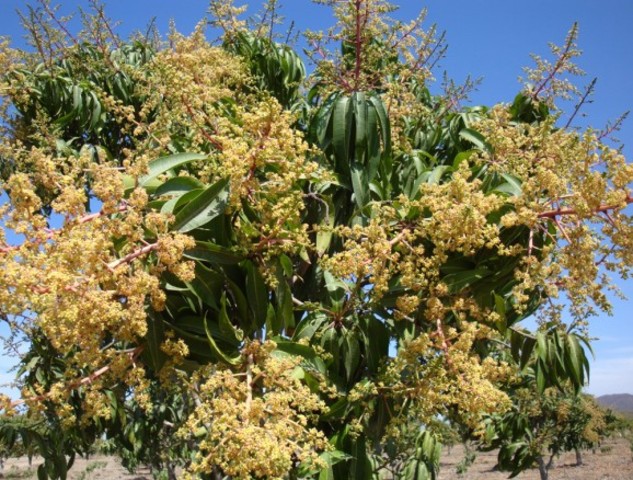 crecimiento de los mangos