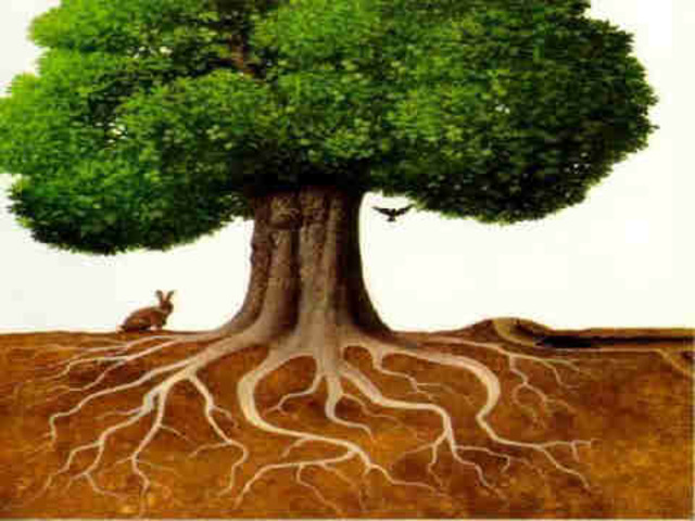arbol