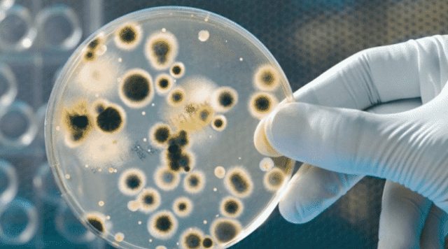 BACTERIAS QUE TRANSFORMAN EL CO2 EN COMBUSTIBLE