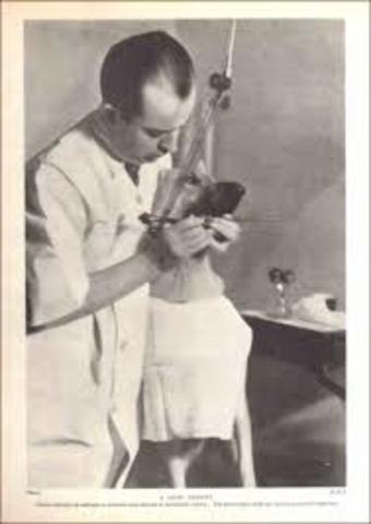 loi du vétérinaires