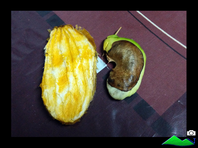 Semilla de la planta