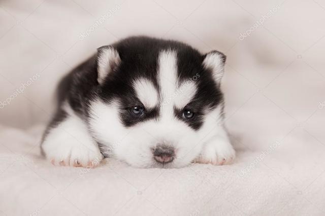 Le ponen nombre a mi perro