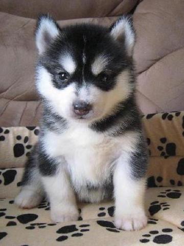 Atom aprende a ladrar