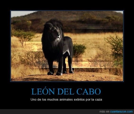 Leon del Cabo
