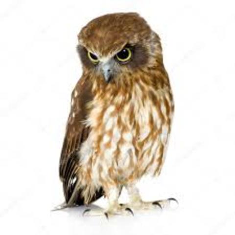 Buho de  Nueva Zelanda