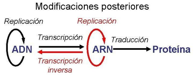 Dogma central de la biología molecular