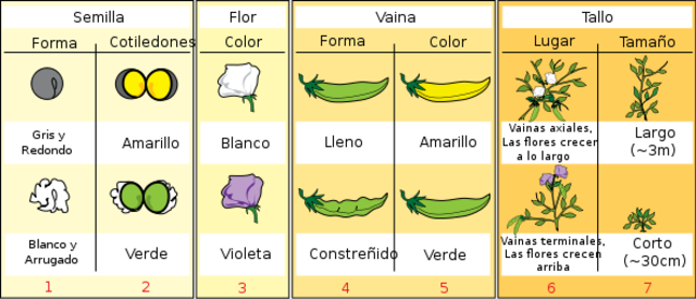 El modelo mendeliano