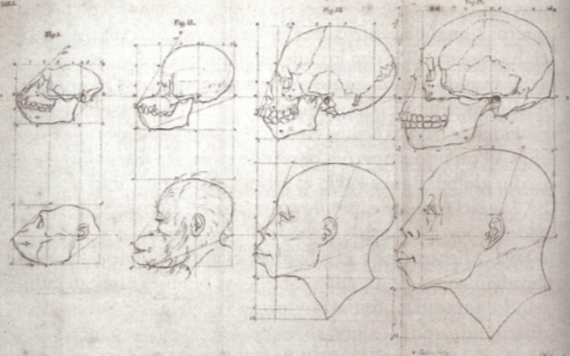 Perfiles de rostros de simios, orangutanes negros y otras clases de personas, hasta los antiguos