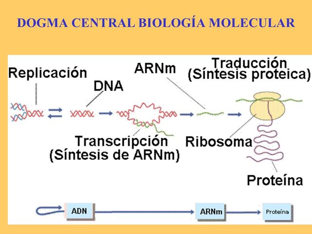 Desarrollo del código genético. Del ADN a las proteínas.