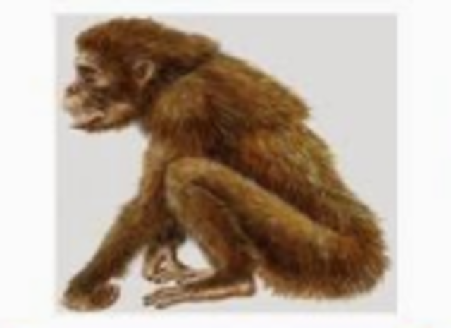 DRYOPITHECUS