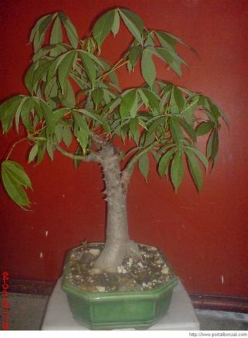 Se vuelve más grandecita