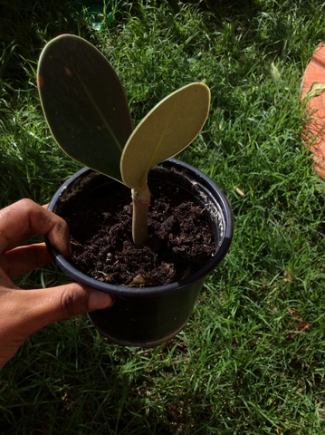 Siembra de Clusia sp. (Duco)