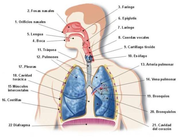 Anatomía y Sistema Respiratorio