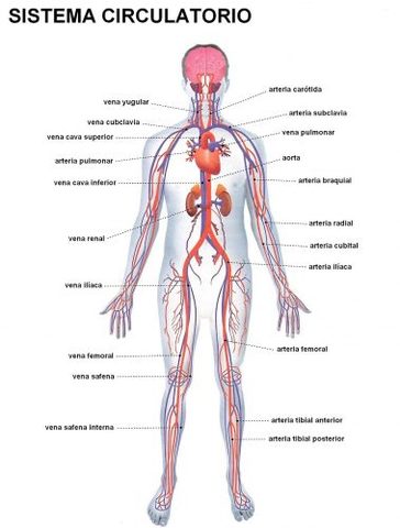 Sistema Circulatorio