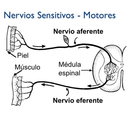 Nervios