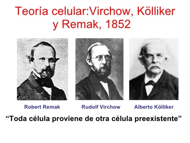 Remak, Virchow y Kolliker