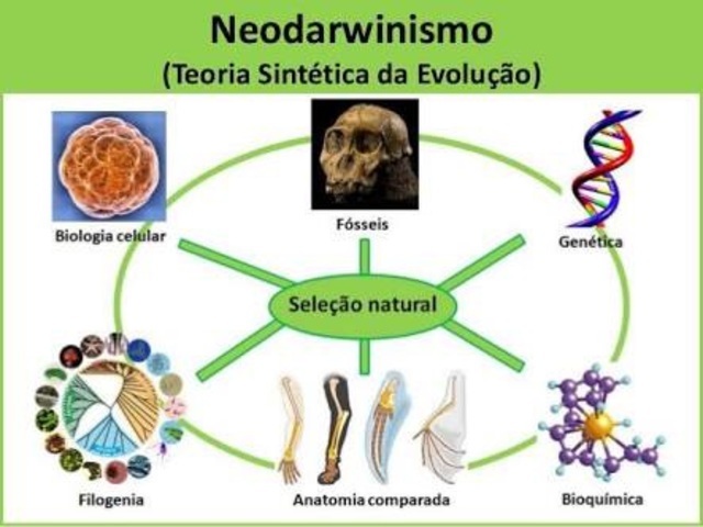 Neodarwinismo (teoría sintética de la evolución).