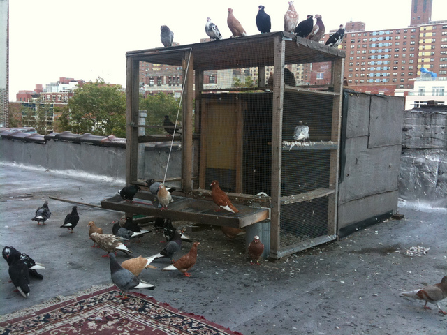 Yaneks apartment gets raided by the nazis