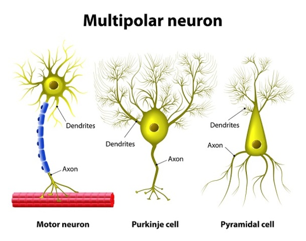 Microoscopio compuesto. células de purkinje "neuronas"