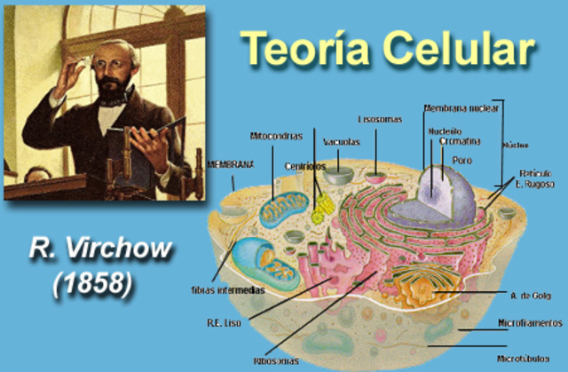 Unidad básica -“Patología célular”