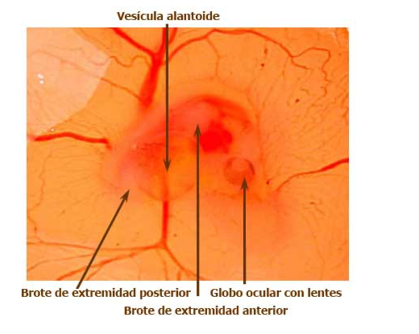 Día 4 de incubación
