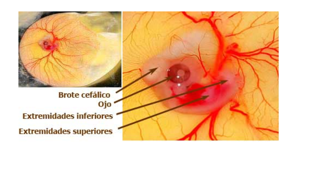 Día 5 de Incubación
