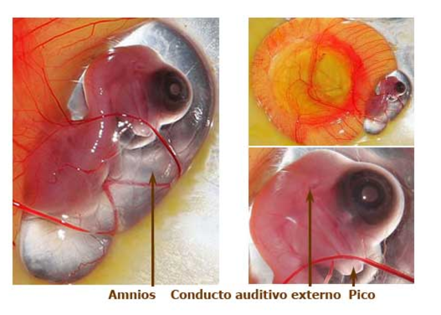Día 8 de Incubación