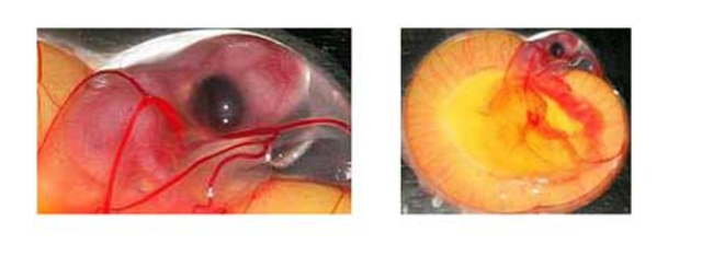 Día 9 de Incubación