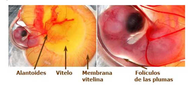 Día 10 de Incubación
