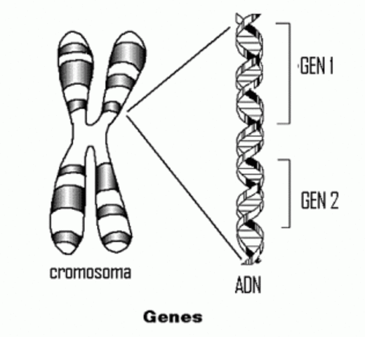Avery, Mclead y McCarty demostraron que el ADN es material hereditario
