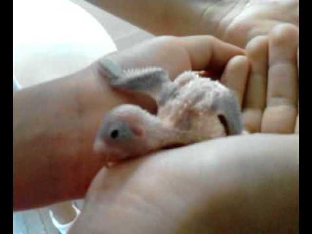 El nacimiento de pajarito