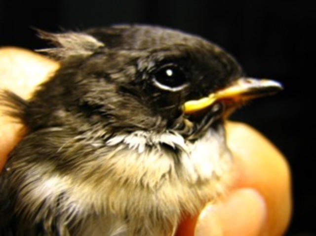 El bebe de un pajarito