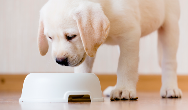 ¿Que es lo que comen  lo cachorros?