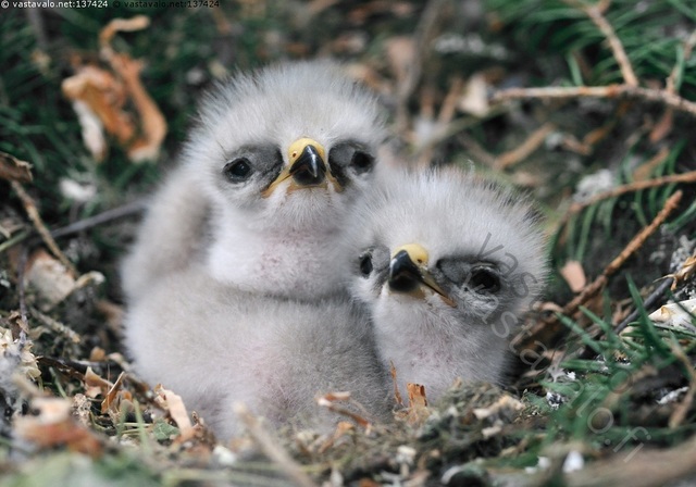 ESTE DÍA EMPIEZA LA VIDA UN POLLUELO DE ÁGUILA