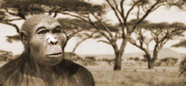 Homo Habilis