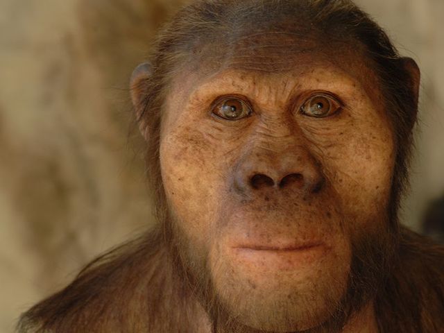 Australopithecus Africanus