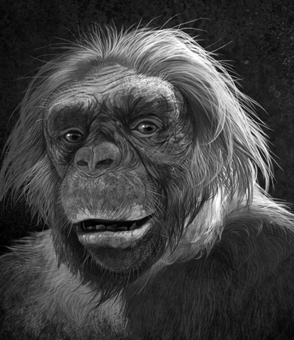 Ardipithecus Ramidus