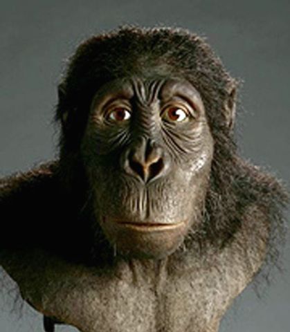 Australopithecus Anamesis