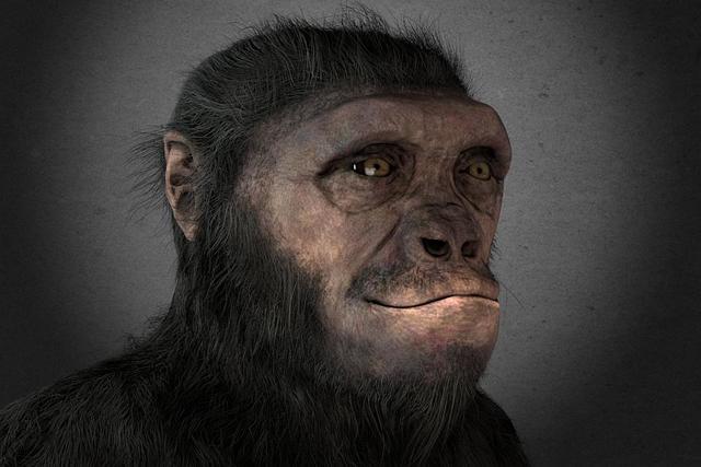 Toumai (sahelanthropus tchadensis)
