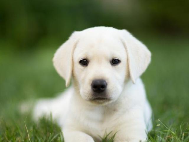 Aqui ya pasa de su etapa de cachorro.