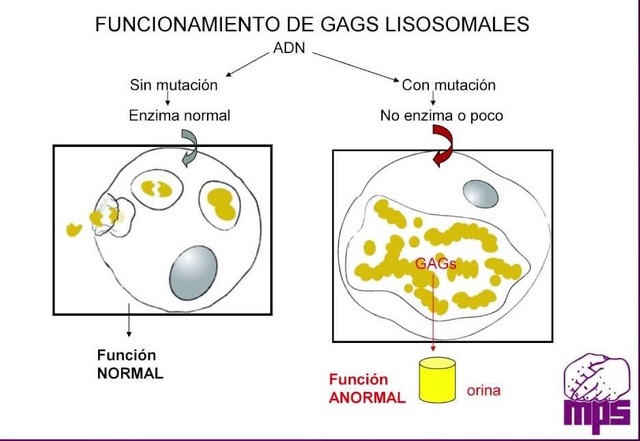 cuatro años de edad