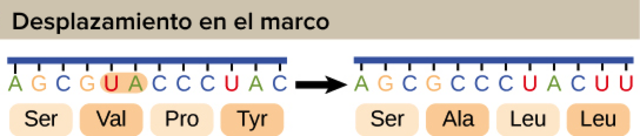 El código genético.George Gamow