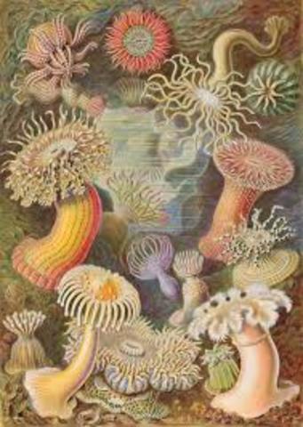 Ernst Heackel ( Naturista y Filósofo Alemán)