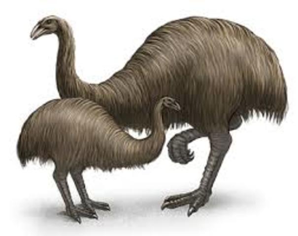 Polynesian expansion