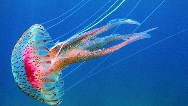 560 a 245 millones de años paleozoico