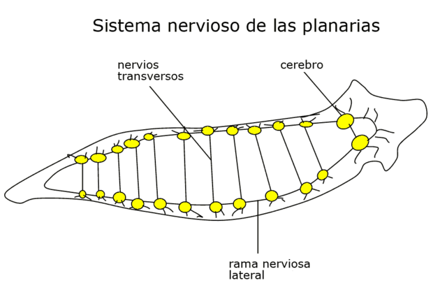 500 millones de años