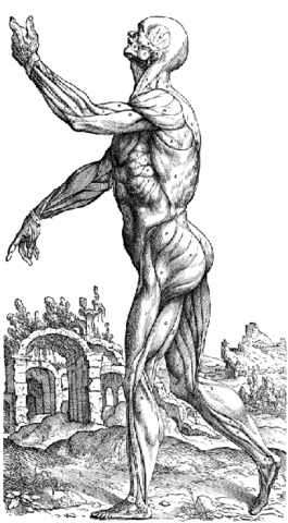 "On the Fabric of the Human Body" is published