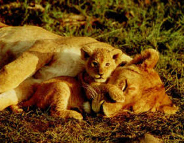 Adaptaciones de los seres vivos