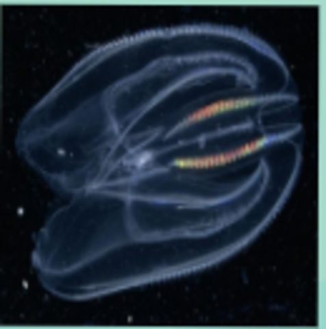 850 BCE PRIMERAS NEURONAS