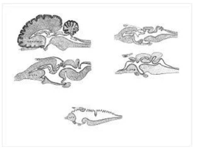 ORGANIZACIONES NERVIOSAS EXISTENTES EN LA NATURALEZA